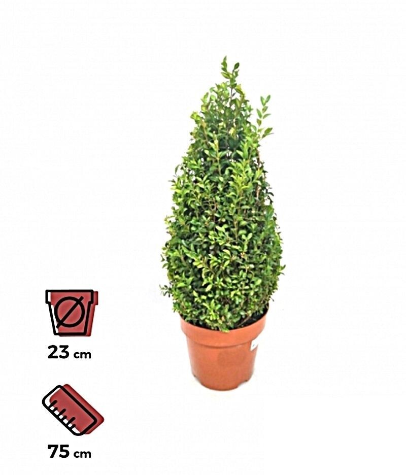 Buxus Pirámide. Planta de exterior. Maceta 23 cm