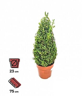 Buxus Pirámide. Planta de exterior. Maceta 23 cm