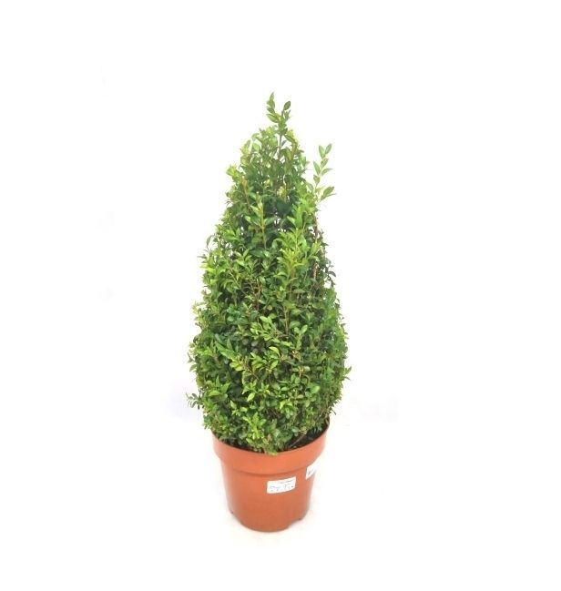 Buxus Pirámide. Planta de exterior. Maceta 23 cm