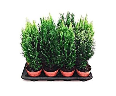Coníferas. Pack de 8/U. Planta exterior.