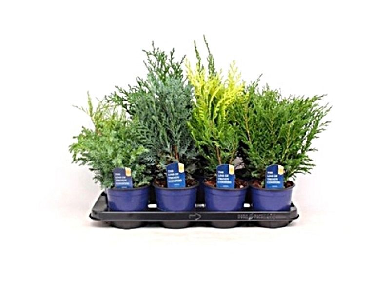 Coníferas. Pack de 8/U. Planta exterior.