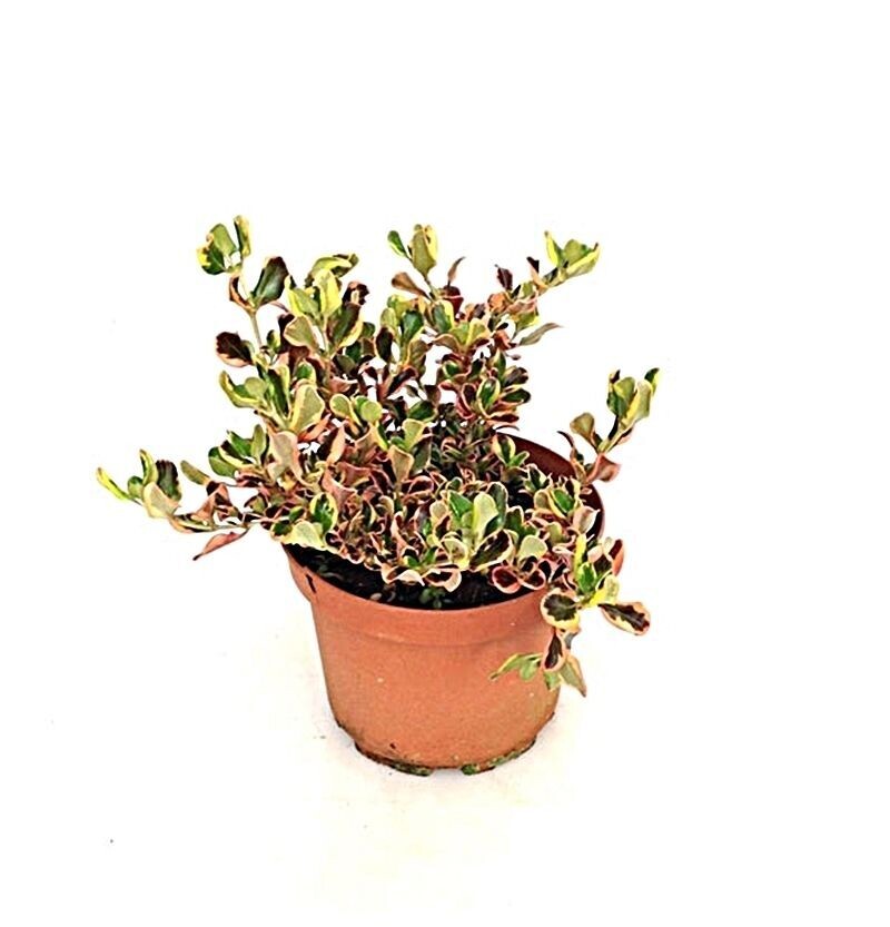 Coprosma. Planta espejo. Planta exterior.