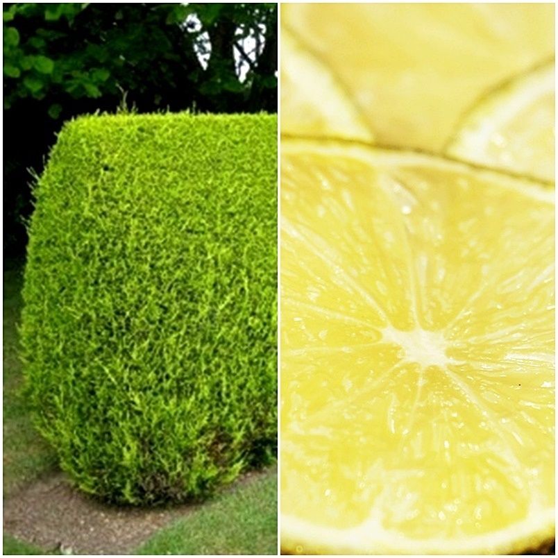 Cupresus. Ciprés limón. Planta exterior. Maceta de 14 cm