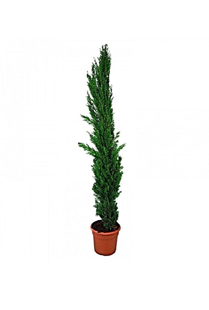 Cupresus totem. Planta exterior. 120 - 130 cm