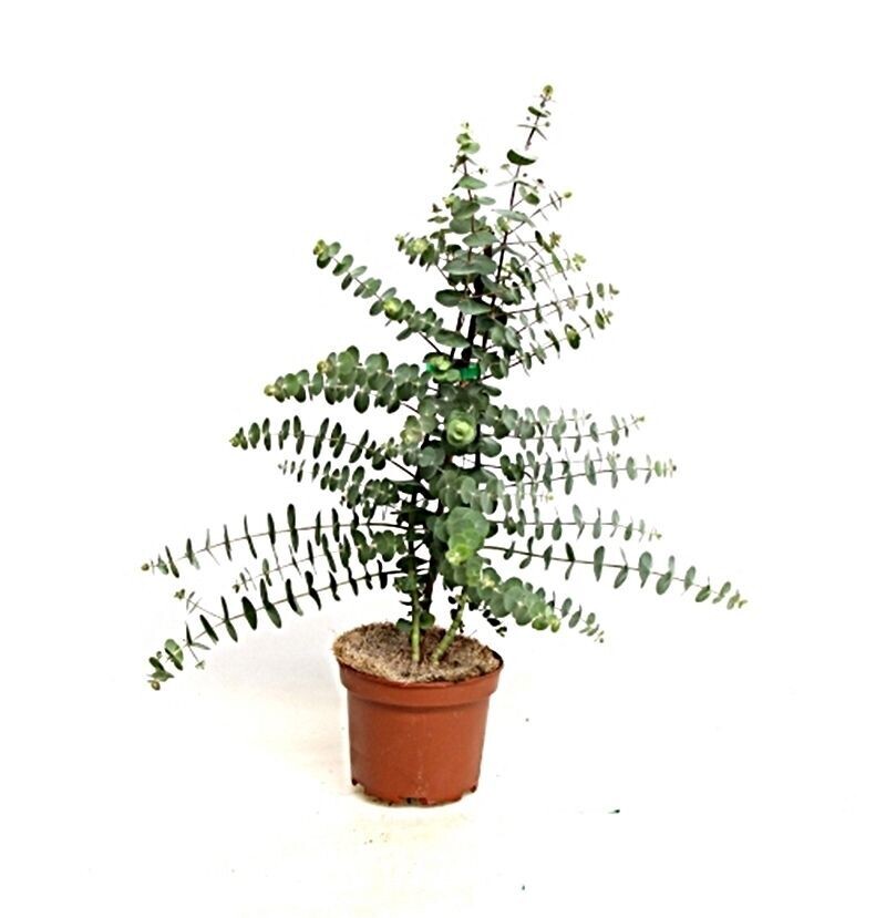 Eucalyptus Gunnii. Planta exterior. Maceta 17 cm