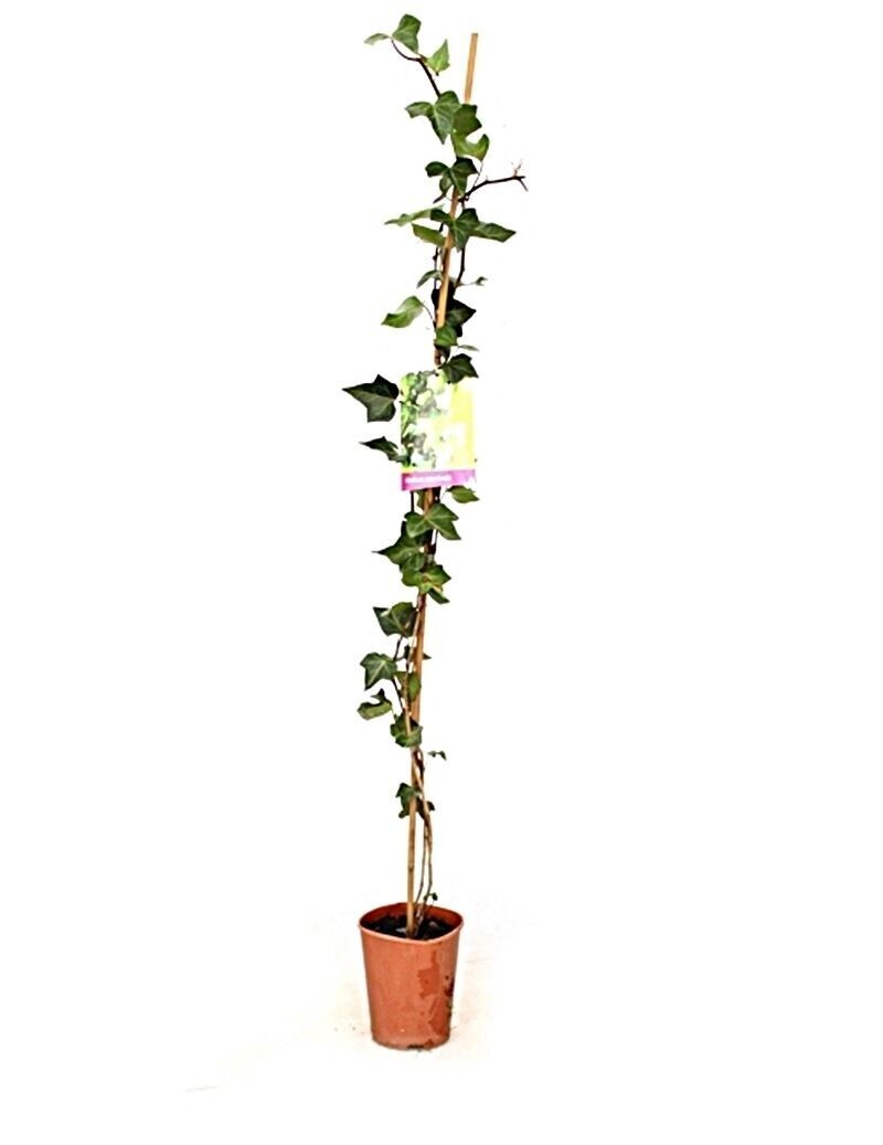 Hedera Helix. Trepadora Planta exterior.