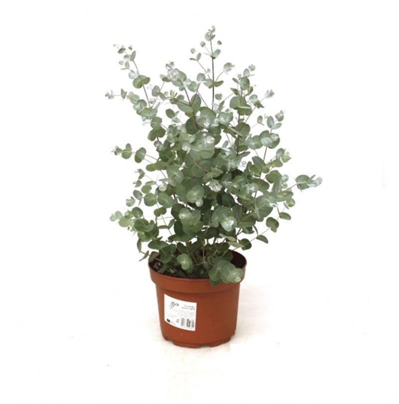 Eucalyptus Gunnii. Planta exterior. Maceta 17 cm