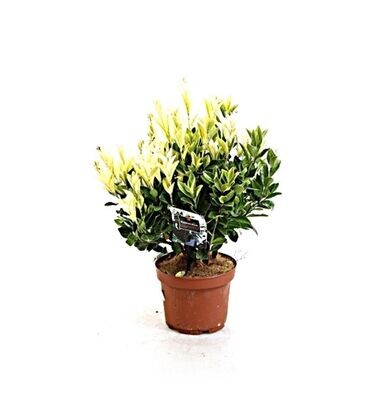 Euonymus japonicus. Planta exterior. Maceta 15 cm