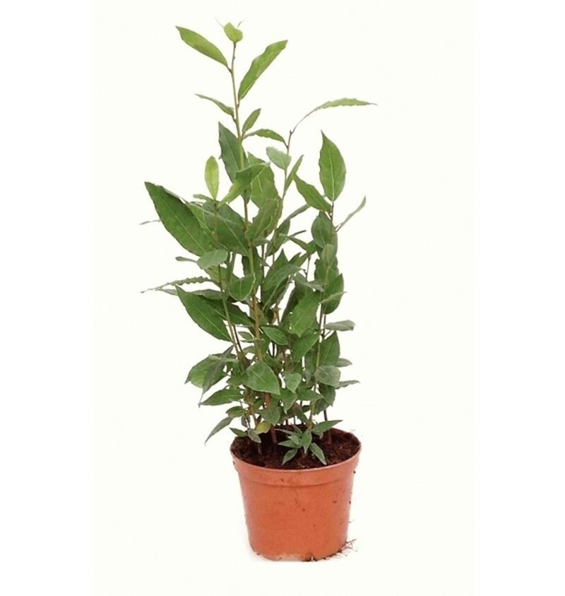 Laurus nobilis. Planta exterior. Maceta 14 cm