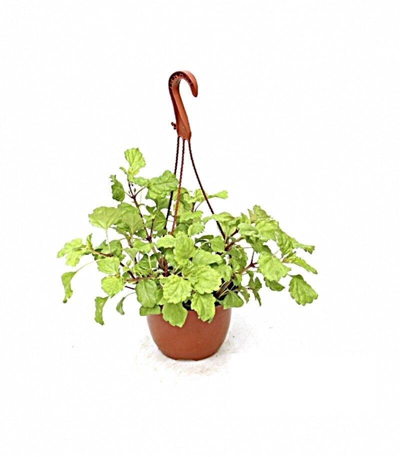 Planta del dinero. Planta exterior. Maceta de 15 cm