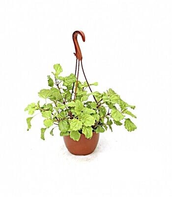 Planta del dinero. Planta exterior. Maceta de 15 cm