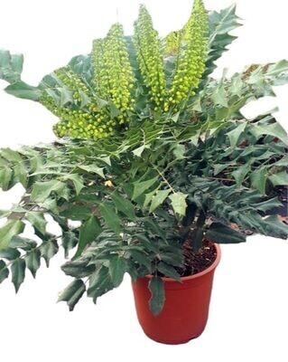 Mahonia Winter. Planta exterior.