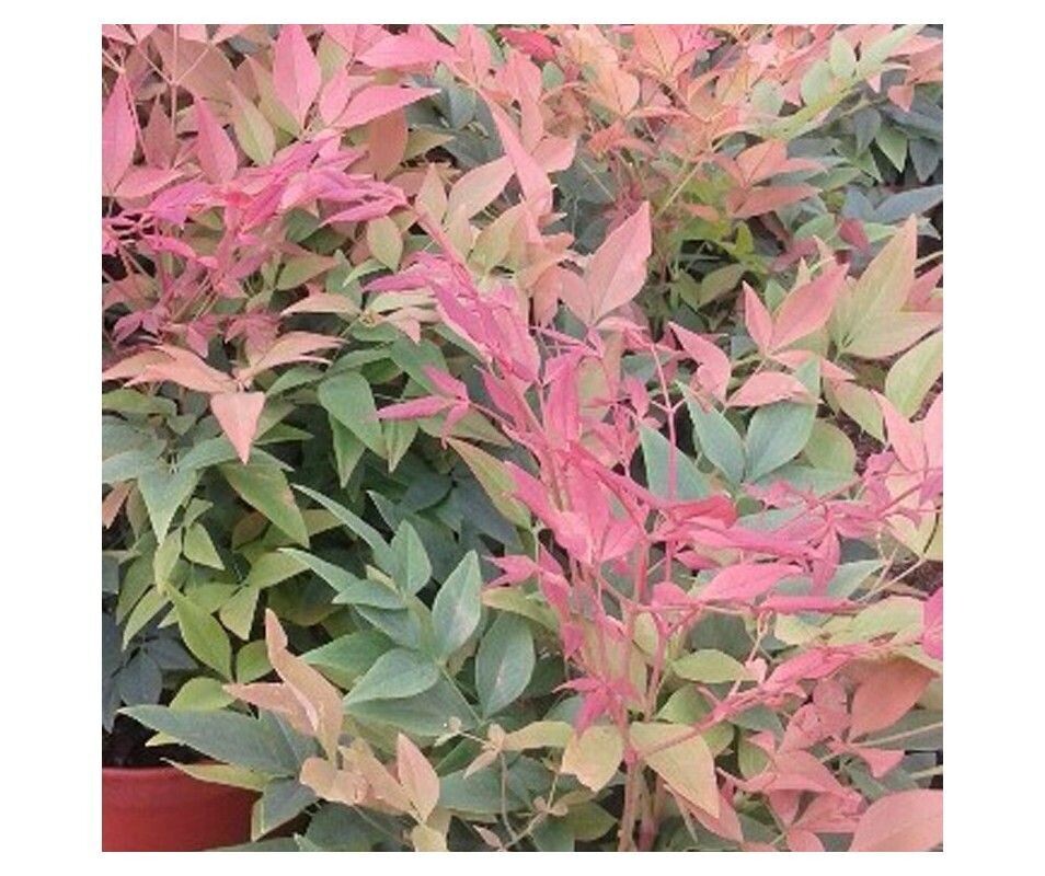 Nandina domestica. Planta exterior.