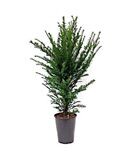 Taxus baccata. Planta exterior. Maceta 19 cm