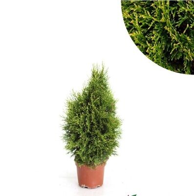 Thuja Occidentalis. Planta Exterior. Maceta 17 cm.