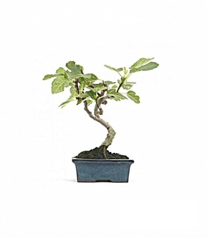 Bonsái Ficus Carica. Higuera. 7 años