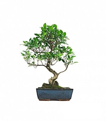 Bonsai Ficus Retusa. Ginseng. 8 años