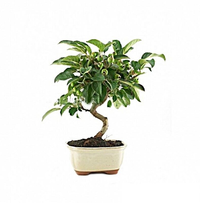 Bonsai Malus. Manzano.7 años