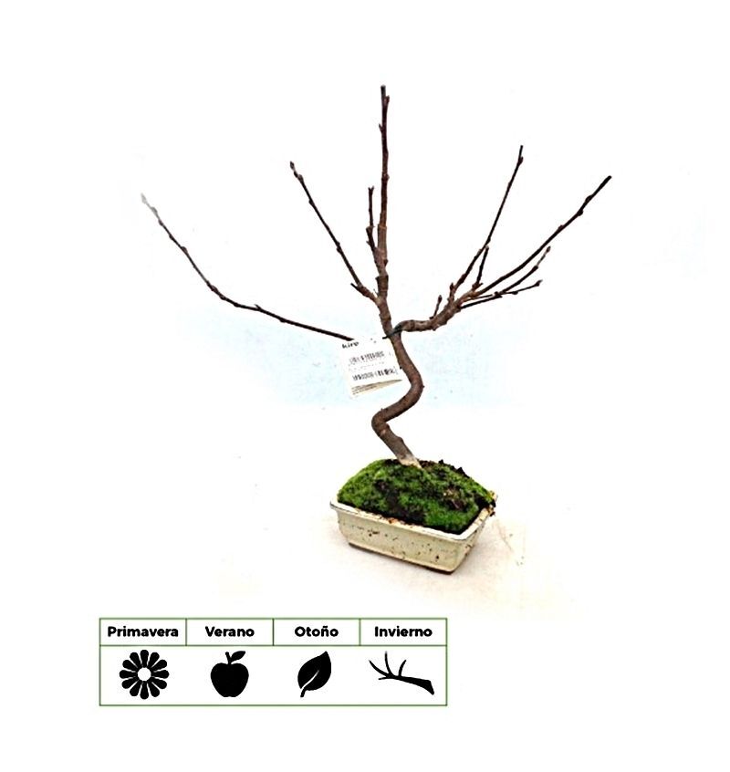 Bonsai Malus. Manzano.7 años