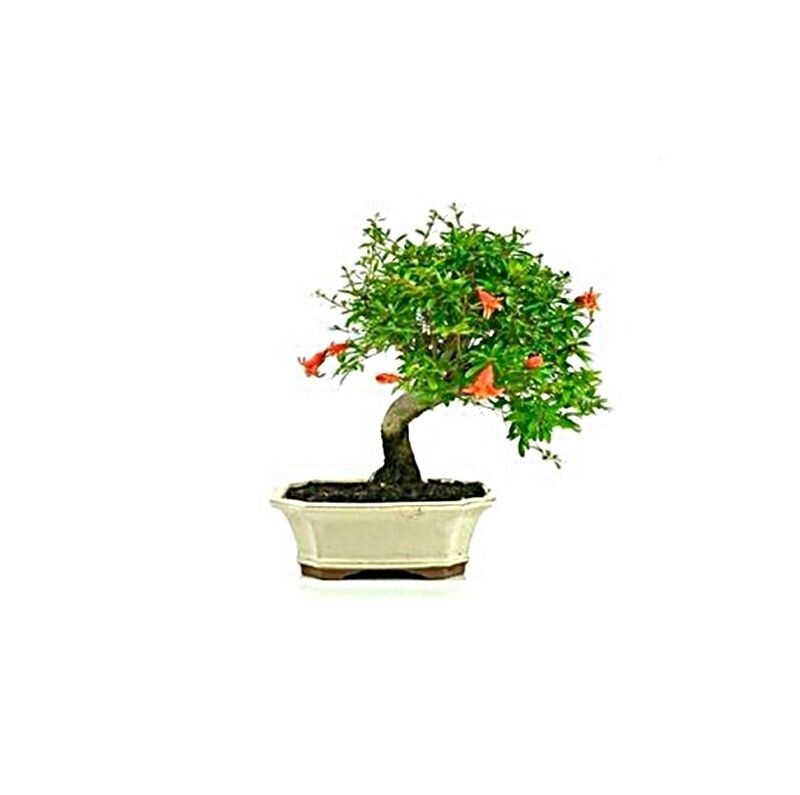 Bonsai Granatum Punica. Granado. 7 años