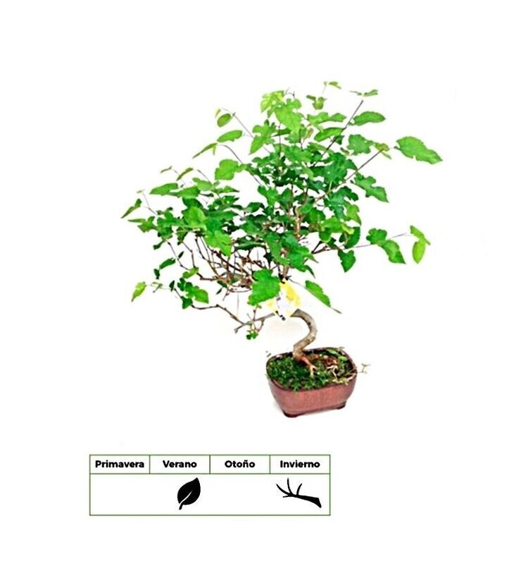 Bonsai morus. Morera. 8 años
