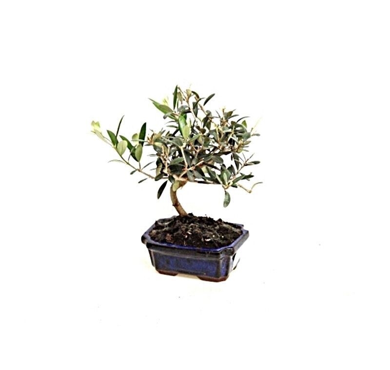 Bonsai Olea. Olivas. Aceitunas. 7 años