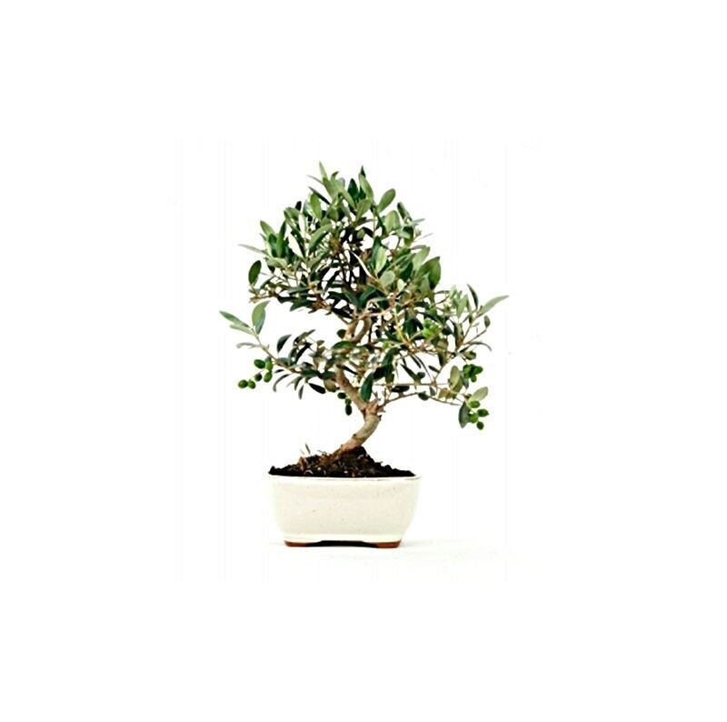 Bonsai Olea. Olivas. Aceitunas. 10 años