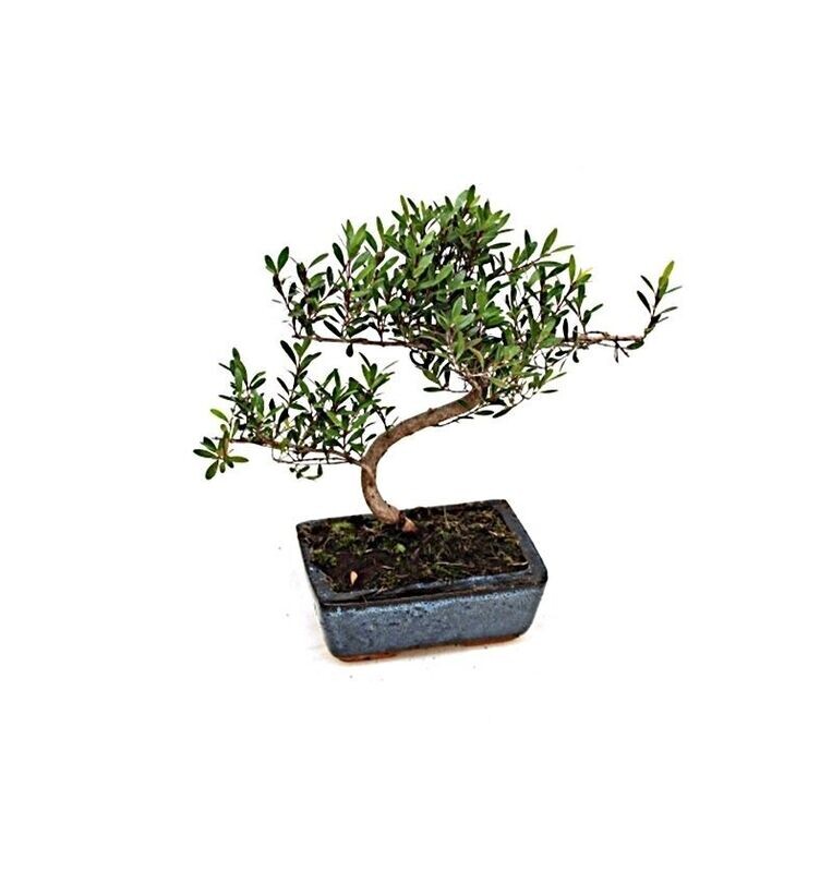 Bonsái Syzigium Buxifolium. Clavo. 7 años