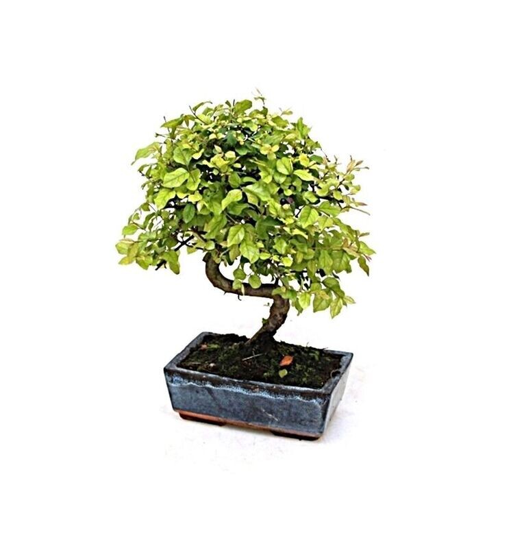 Bonsai Sageretia. Ciruelo chino. 8 años