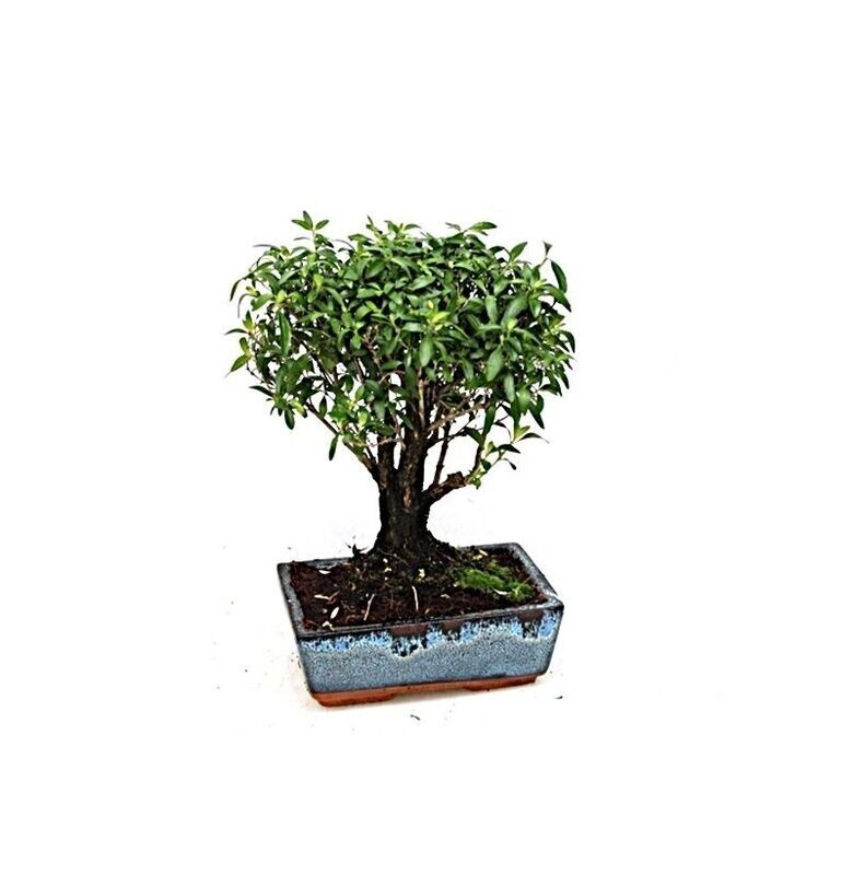 Bonsai Serissa. Foetida. 8 años
