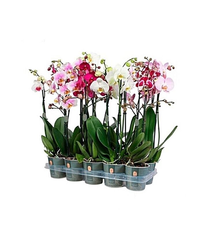 Planta Natural Orquídea Phalaenopsis Variada, Maceta 12 cm