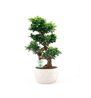 Bonsai Ficus Ginseng. Ficus o Lauro India. 55-60 cm