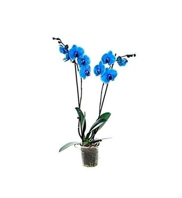 Planta Natural Orquidea Phalaenopsis Azul, Maceta 12cm