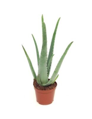 Aloe Vera. Planta Medicinal. Maceta de 15 cm