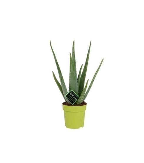 Aloe Vera. Planta Medicinal. Maceta de 12 cm