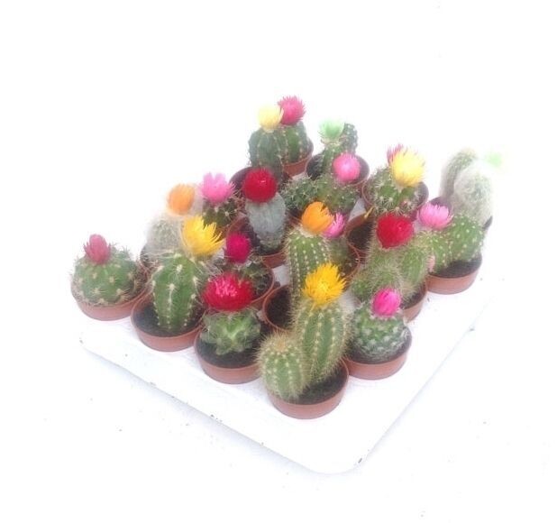 Surtido de 20 cactus. Flores artificiales. macetas de 5 cm