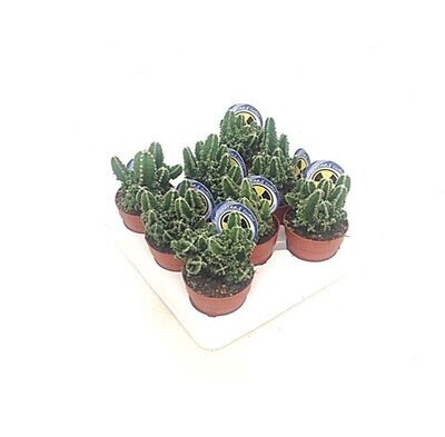 Cactus Cereus pack 8 Unidades. Maceta de 8 cm
