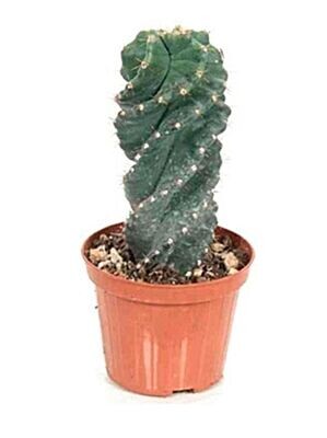 Cereus Spiralis. Cactus en forma de espiral. M-10,5 cm