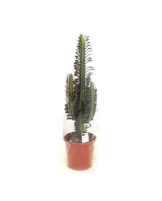 Euphorbia Trigona Rubra. Cactus catedral. Maceta 17 cm