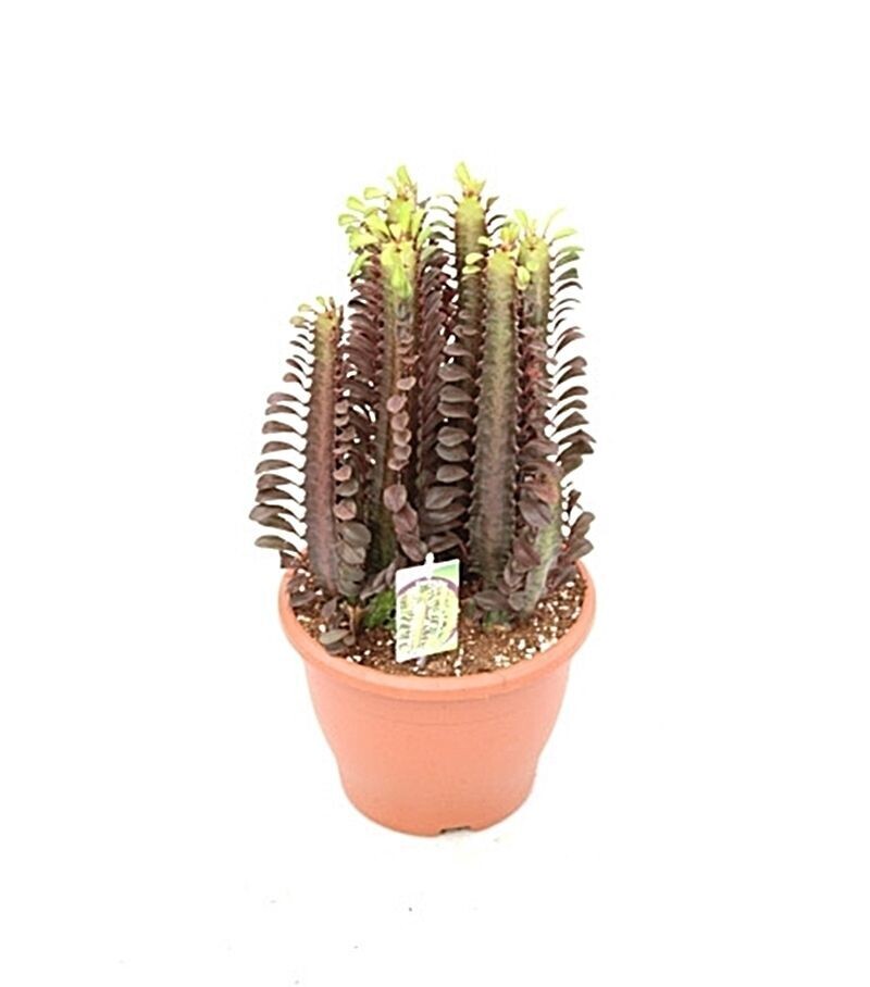 Euphorbia Trigona. Cactus catedral o de leche. Maceta 17 cm