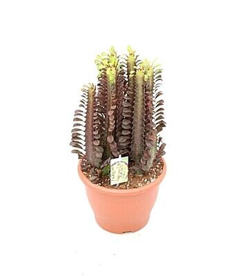 Euphorbia Trigona. Cactus catedral o de leche. Maceta 17 cm