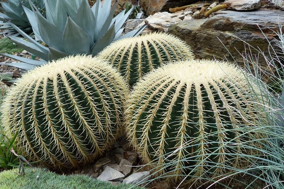Cactus Grusonii. Asiento de suegra. Maceta 13 cm