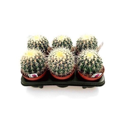 Cactus Grusonii. Asiento de suegra. Maceta 13 cm