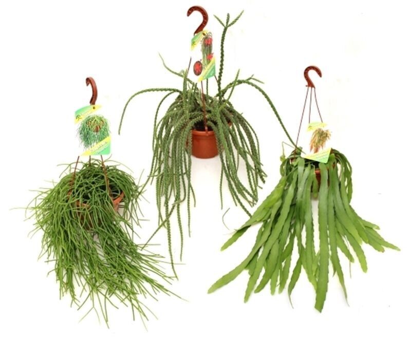Rhipsalis mix. Cactus tropical. Maceta 15 cm