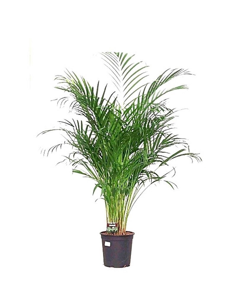 Areca. Palmera Madagascar. Interior. Altura 120 - 130 cm