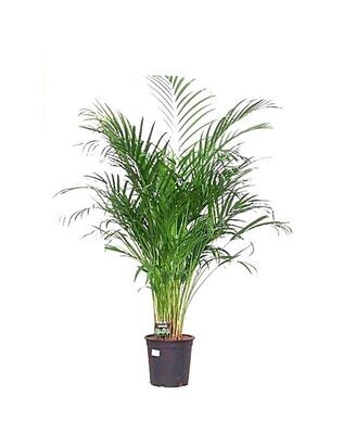 Areca. Palmera Madagascar. Interior. Altura 120 - 130 cm