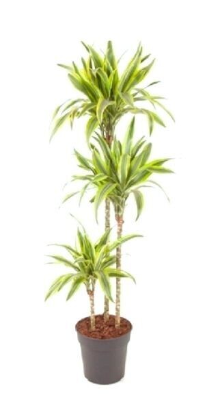 Dracanea lemon lime. 3 troncos. Interior. Maceta 24 cm