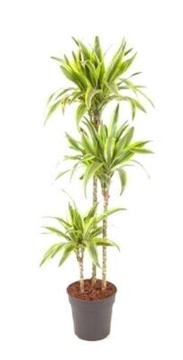 Dracanea lemon lime. 3 troncos. Interior. Maceta 24 cm