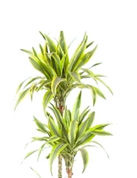 Dracanea lemon lime. 3 troncos. Interior. Maceta 24 cm