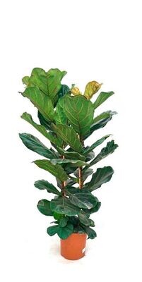 Ficus Lyrata. Hojas violin. Maceta 21 cm